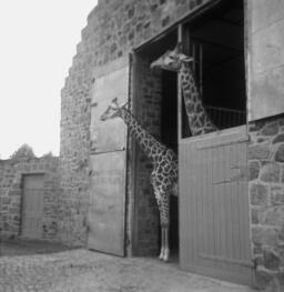 Chester Zoo with Blaenau Camera Club - Wedding at Bowydd Chapel? thumbnail