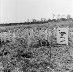 Gwenda Don's baby - G. M.'s Cemetary - Golf objector - Feb-69 thumbnail