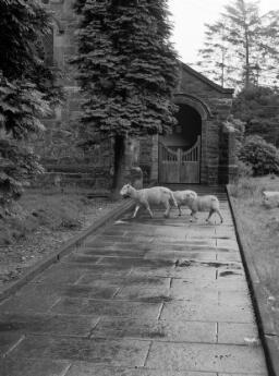 Blaenau Sheep for Sandy thumbnail