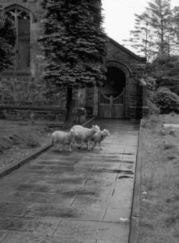 Blaenau Sheep for Sandy thumbnail