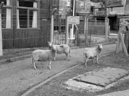 Blaenau Sheep for Sandy thumbnail