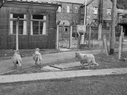 Blaenau Sheep for Sandy thumbnail