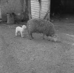 Giuseppa Griffiths (Pina Sheep at Bloor's Bakery - Angela Carnival Queen '69 thumbnail