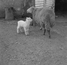 Giuseppa Griffiths (Pina Sheep at Bloor's Bakery - Angela Carnival Queen '69 thumbnail