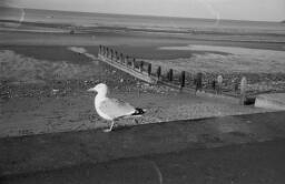 Tolynores Dwyryd in the garden/ Erw'r Delyn. thumbnail