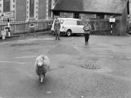 Blaenau Sheep for Sandy thumbnail