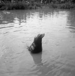 Chester Zoo with Blaenau Camera Club - Wedding at Bowydd Chapel? thumbnail